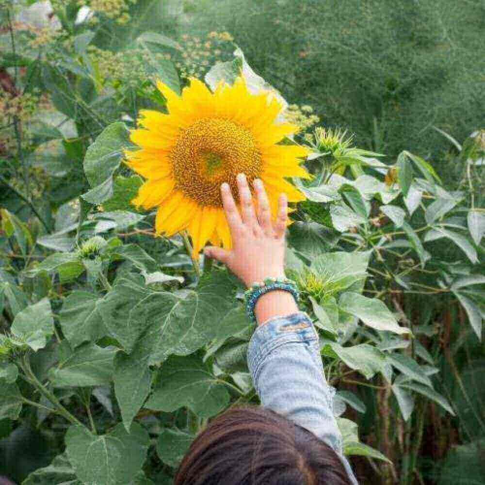 Outdoor Sensory Garden